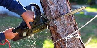 Professional Tree Care in The Dalles, OR