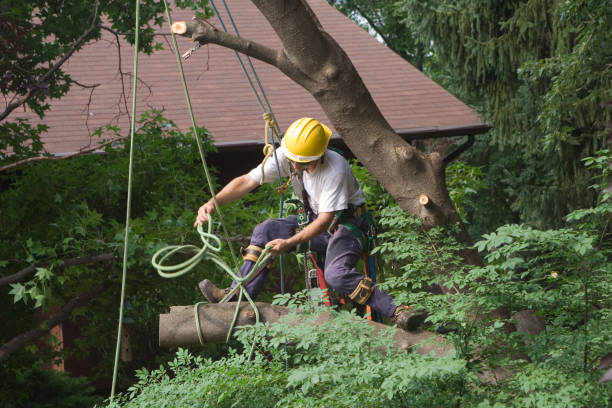 Best Tree Disease Treatment  in The Dalles, OR