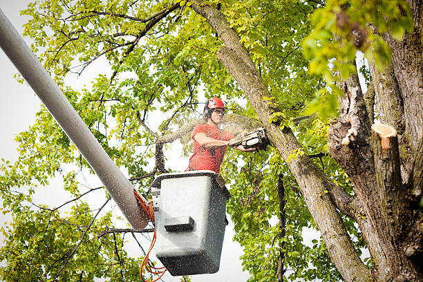 How Our Tree Care Process Works  in  The Dalles, OR