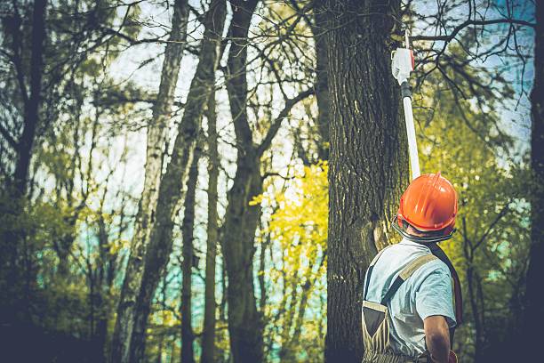 Best Fruit Tree Pruning  in The Dalles, OR